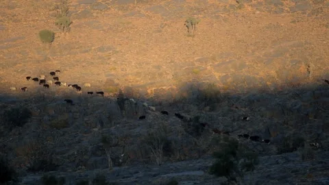 Aerial view of a herd of animals moving through the rocky landscape of Wadi Bani Video stock 324848662