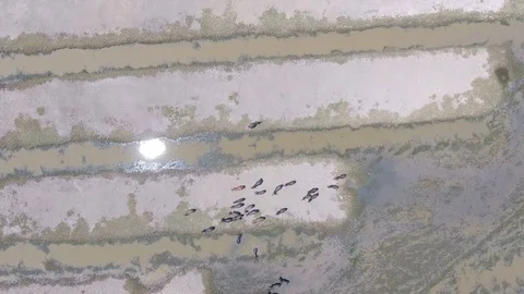 Aerial view of herd of buffalo Stockbeeldmateriaal 75517515