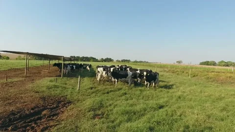 Aerial view of a herd of cattle. Stock Footage 131882305