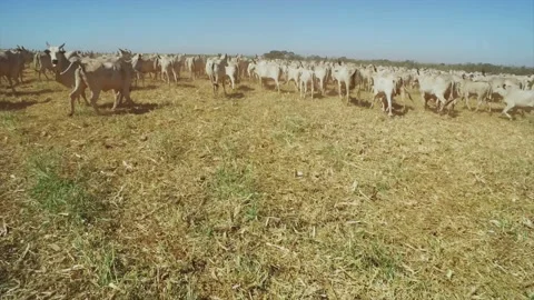 Aerial view of a herd of cattle. Video stock 131884076