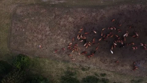Aerial view of a herd of cattle in a protective enclosure on a meadow in the Stock Footage 221790838