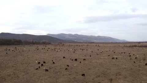 Aerial view herd of cows and calves graze in meadow in Caucasus mountains winter Stock Footage 147188014
