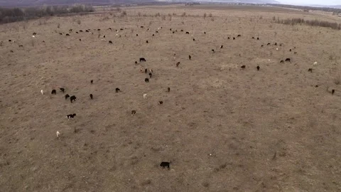 Aerial view herd of cows and calves graze in meadow in Caucasus mountains winter Stock Footage 147192374