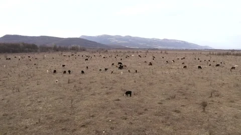 Aerial view herd of cows and calves graze in meadow in Caucasus mountains winter Stock Footage 147452088