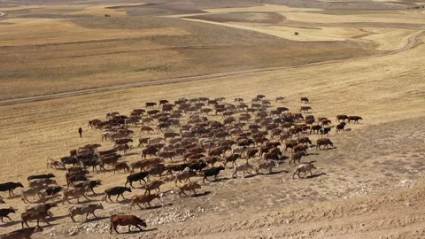 Aerial view of herd of cows and their shepherd crossing farmland Stock Footage 294044802