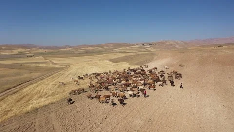 Aerial view of herd of cows and their shepherd crossing farmland Stock Footage 294044997
