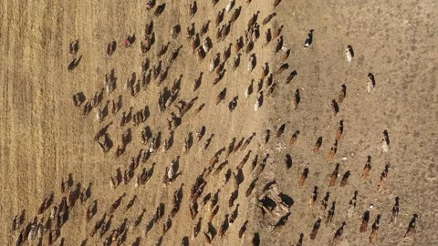 Aerial view of herd of cows and their shepherd crossing farmland Stock Footage 294064490