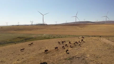 Aerial view of herd of cows crossing farmland Stock Footage 294044974