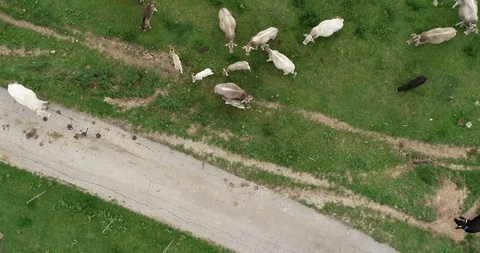 Aerial view of a herd of cows Stock Footage 101097256