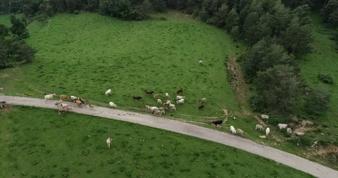 Aerial view of a herd of cows Stock Footage 101097364