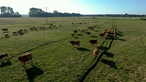 Aerial view herd of cows Stock Footage 115124269