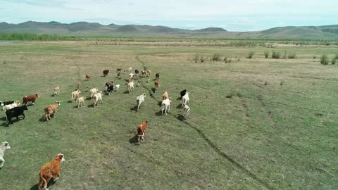 Aerial view of a herd of cows galloping on green meadow. Beautiful sunny day Stock Footage 187077197