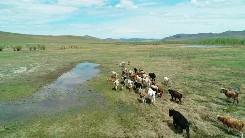 Aerial view of a herd of cows galloping on green meadow. Beautiful sunny day Video stock 187077701