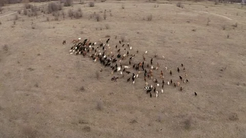 Aerial view, herd of cows going on field. Two shepherds ride on horses, dogs run Stock Footage 147490470