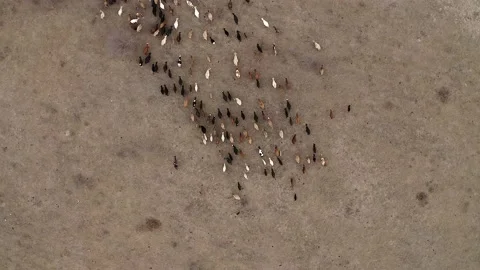 Aerial view, herd of cows going on field. Two shepherds ride on horses, dogs run Stock Footage 147491422