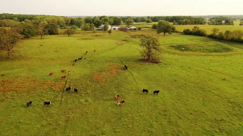 Aerial View Herd Cows Grazing on Green Summer Meadow. Livestock 库存影片 139440712