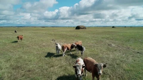 Aerial view of herd of cows grazing on a green meadow. Countryside rural Stock Footage 167301749