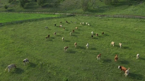 Aerial view of herd of cows on grazing. Rural organic farm in Bashkortostan Vídeo Stock 239358430