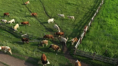 Aerial view of herd of cows on grazing Видео 241840320