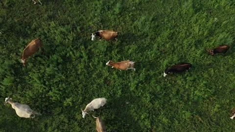 Aerial view of herd of cows on grazing Vídeo Stock 242998997