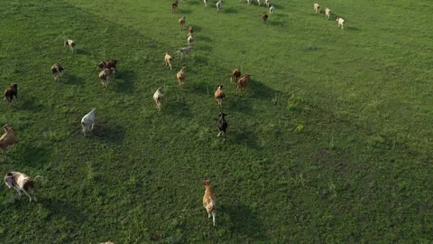 Aerial view of herd of cows on grazing 動画素材 244580409