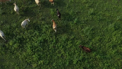 Aerial view of herd of cows on grazing Vídeo Stock 246700296