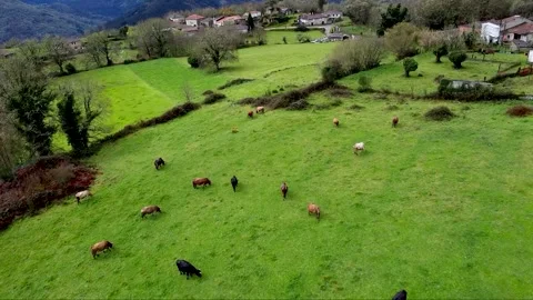 Aerial view of a herd of cows grazing in green meadows Stock Footage 313273229