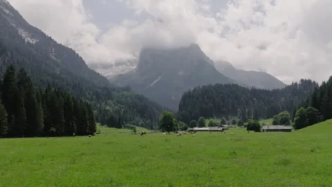 Aerial view of a herd of cows grazing in an alpine valley Stock Footage 317722945