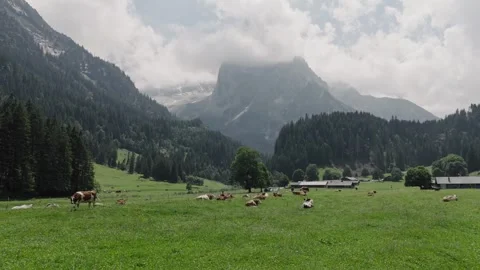 Aerial view of a herd of cows grazing in an alpine valley in Switzerland Stock Footage 317723402