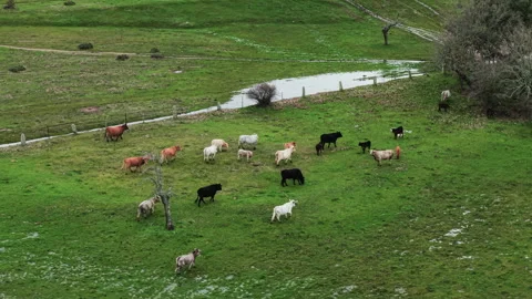 Aerial view of a herd of cows grazing and walking peacefully on a green pasture Stock Footage 329034268