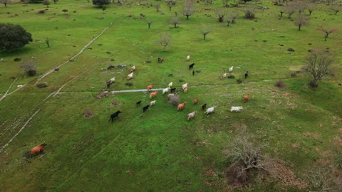 Aerial view of a herd of cows grazing and walking together on a lush pasture Stock Footage 329034536