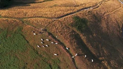 Aerial view of a herd of cows grazing on a rural hillside Stock Footage 341481816