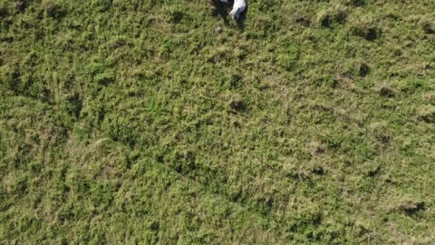 Aerial view of the herd of cows at green meadow. Drone photo of plein air of Stock Footage 157191920