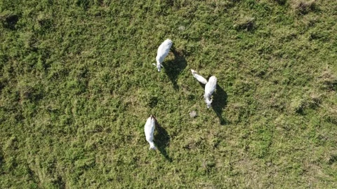Aerial view of the herd of cows at green meadow. Drone photo of plein air of Stock Footage 157192023