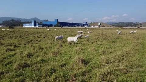 Aerial view of the herd of cows at green meadow. Drone photo of plein air of Stock Footage 157192067
