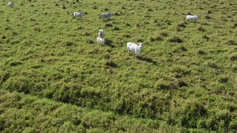 Aerial view of the herd of cows at green meadow. Drone photo of plein air of Stock Footage 157192092