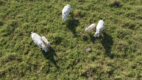 Aerial view of the herd of cows at green meadow. Drone photo of plein air of Stock Footage 157192093