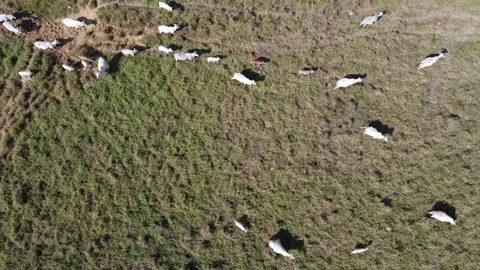 Aerial view of the herd of cows at green meadow. Drone photo of plein air of Stock Footage 157192196