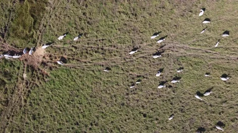 Aerial view of the herd of cows at green meadow. Drone photo of plein air of Stock Footage 157192544
