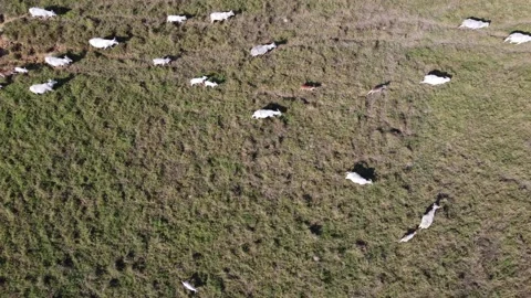 Aerial view of the herd of cows at green meadow. Drone photo of plein air of Stock Footage 157192561