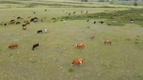 Aerial view of the herd of cows at green meadow near with river. Video stock 157475652