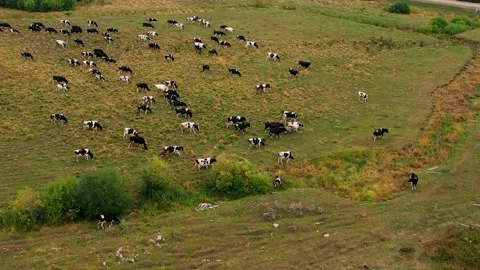 Aerial view of the herd of cows at green meadow. Cattle on green field. Cow Stock Footage 191908477