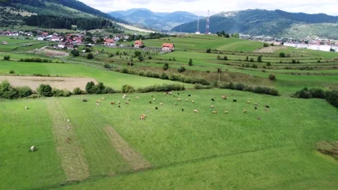Aerial view of the herd of cows in a green meadow near the village and mountain Stock Footage 194555352