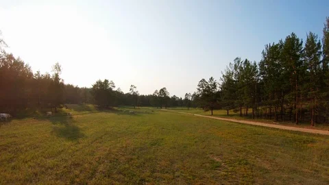 Aerial view of a herd of cows pasturing in a meadow at sunset Stock Footage 110782819