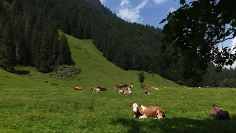 Aerial view of a herd of cows resting in an alpine meadow, Switzerland Stock Footage 317819518