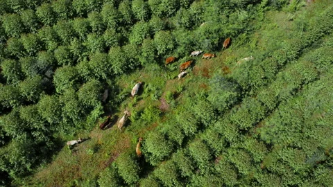 Aerial view of a herd of cows in a rural pasture in the morning. 動画素材 217911293