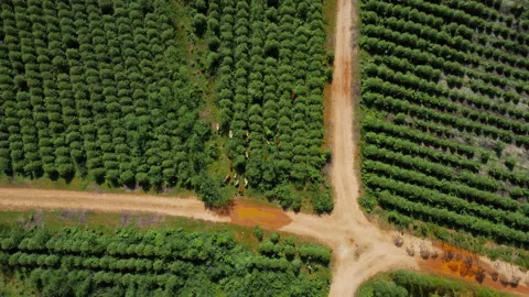 Aerial view of a herd of cows in a rural pasture in the morning. Vídeo Stock 217914072