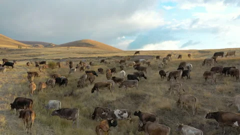 Aerial view of herd of cows in Sivas. 4K Footage in Turkey Stock Footage 147089631