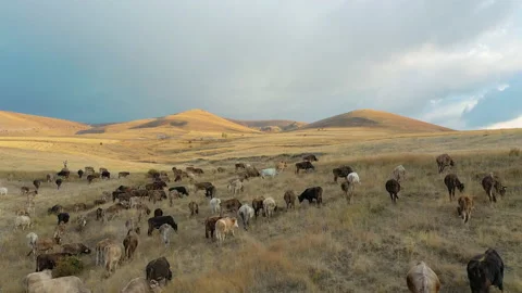 Aerial view of herd of cows in Sivas. 4K Footage in Turkey Stock Footage 147090430