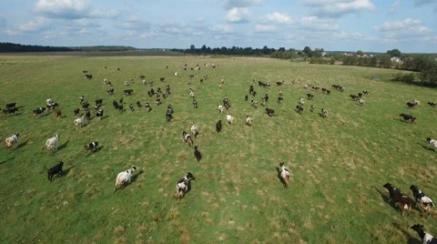 Aerial view of herd of cows at summer green field Stock Footage 55556113